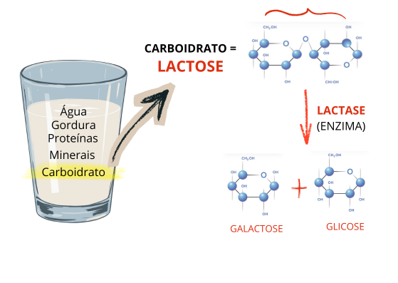 Ilustração mostrando composição do leite e estrutura da lactose + ação da lactase